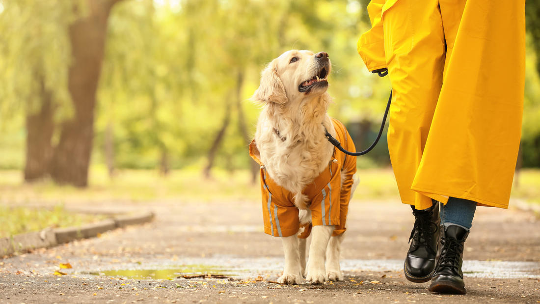 What is Traditional Chinese Veterinary Medicine