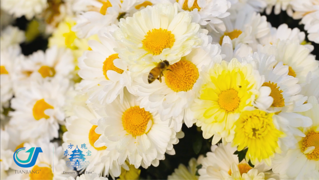 From Farm to Pharmacy - The Story of Our Herbs