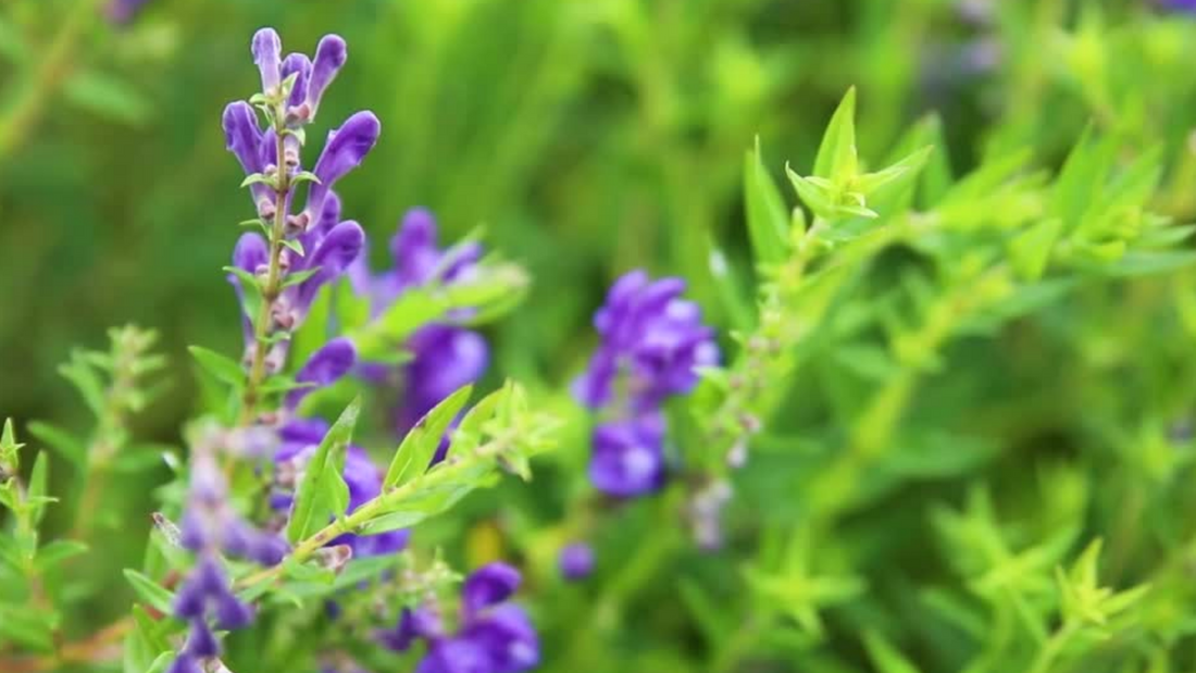 The Benefits of Geo-Authentic Herbs