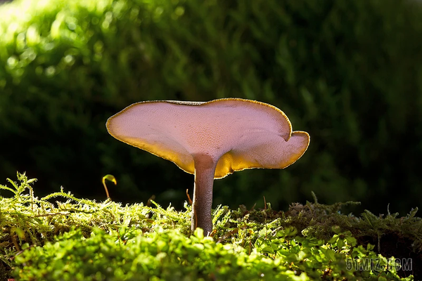 7 Vital Mushrooms For Wellness