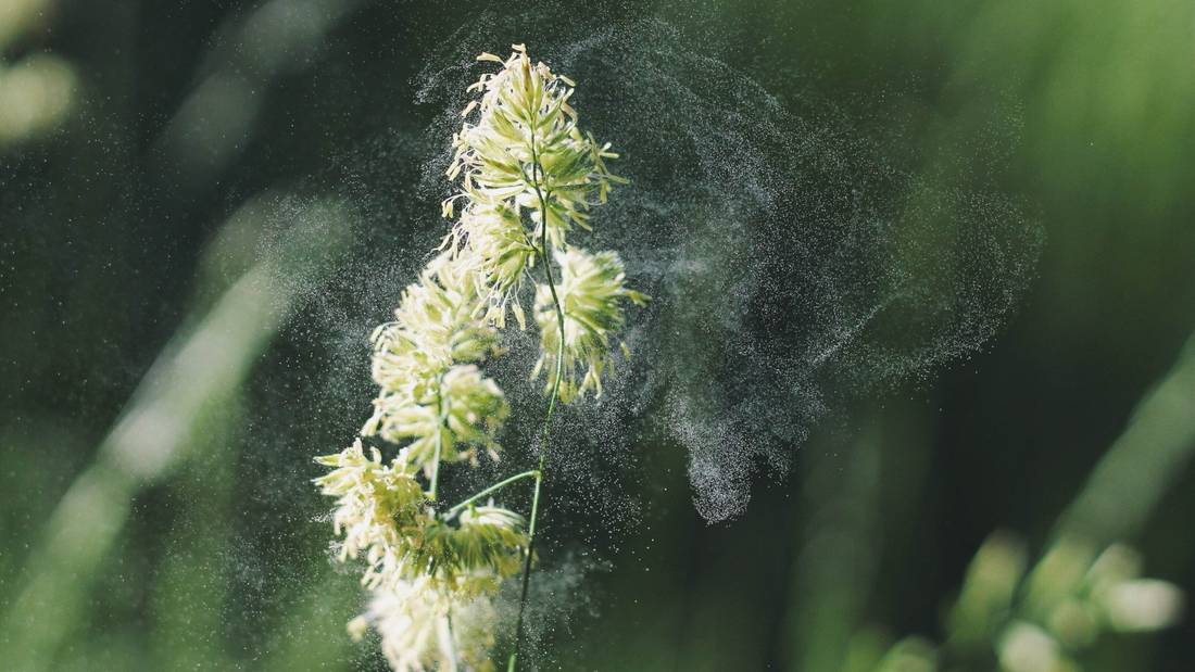 Pollen blowing off a plant