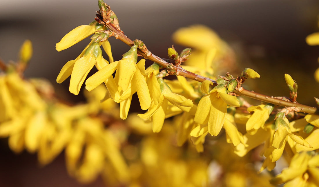Better Results from Better Herbs: Nine Reasons To Try Treasure of the East