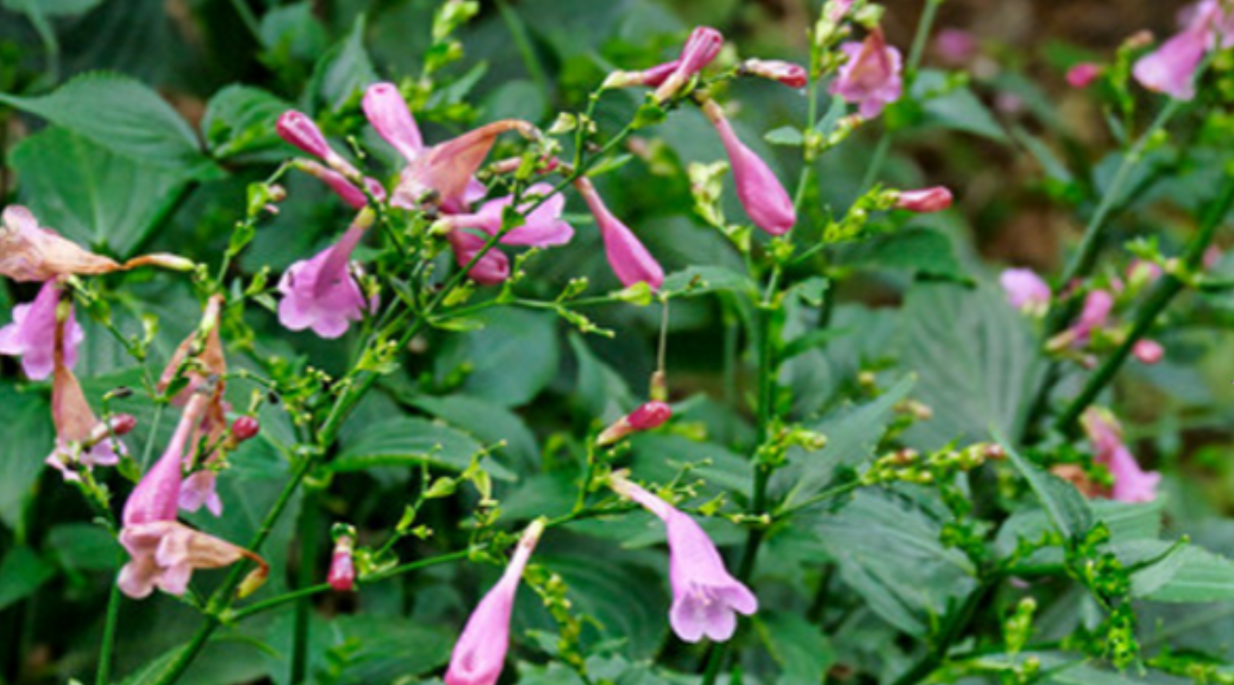 Indigo Naturalis (Qing Dai) for Ulcerative Colitis