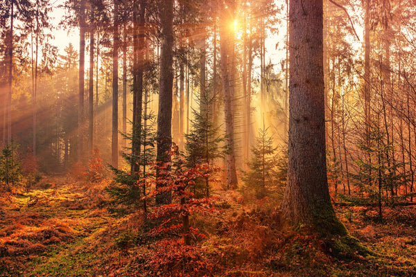 Forest in Autumn, Header Image for Frontline Essentials Collection