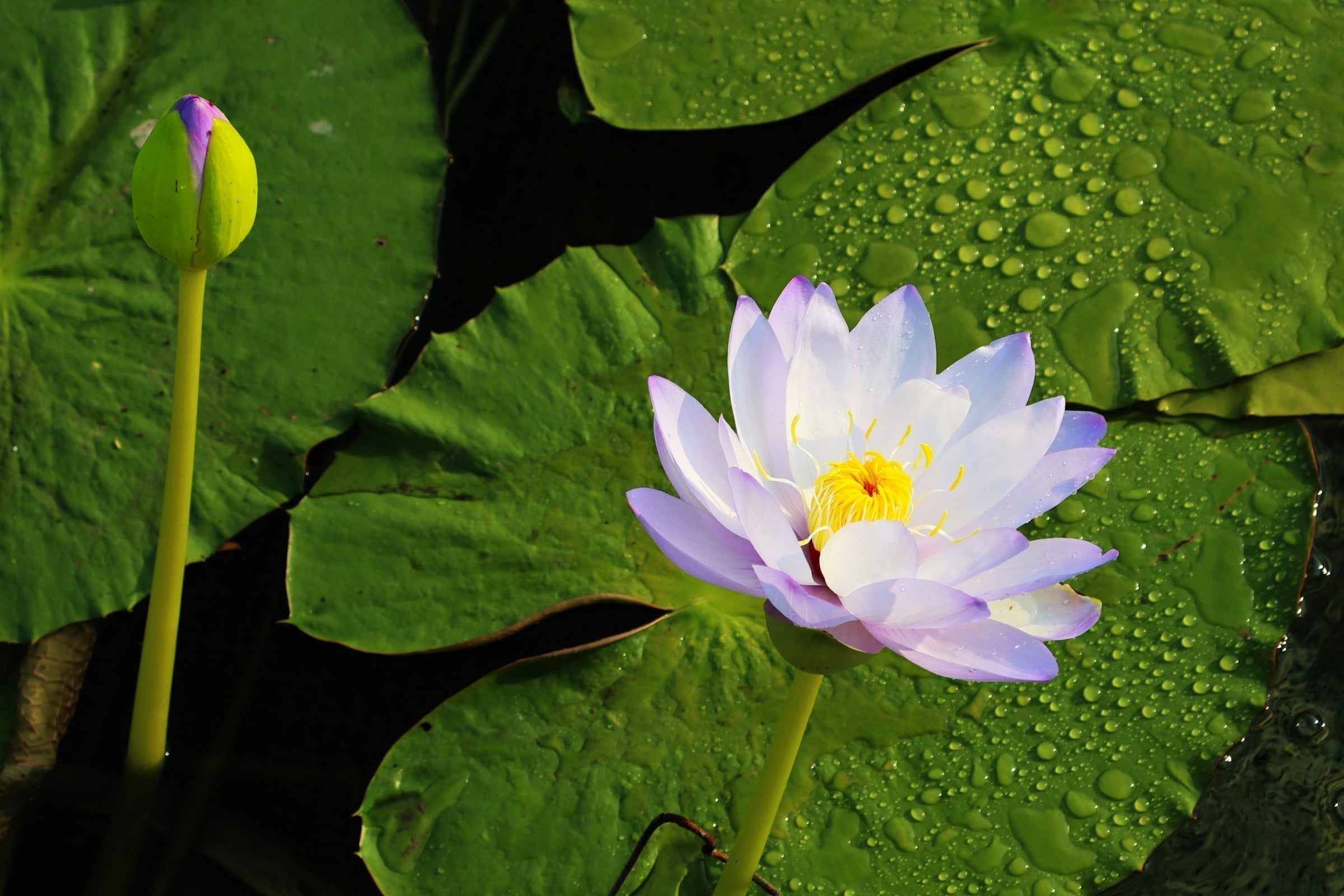 Traditional Chinese Medicine for Beauty & Aesthetics