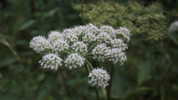 Exploring Three Kinds of Dang Gui