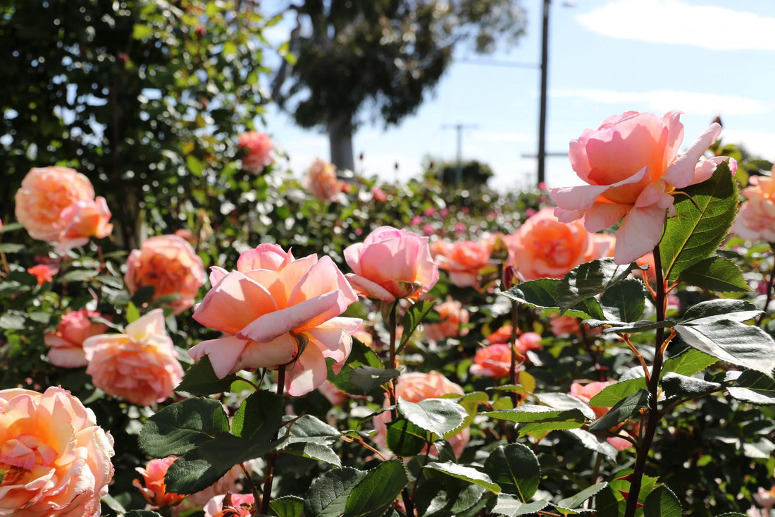 Rose Si Wu Tang for the Spring