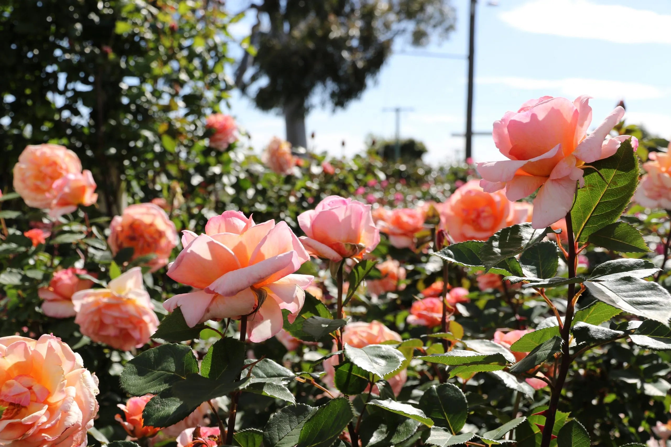 Rose Si Wu Tang for the Spring