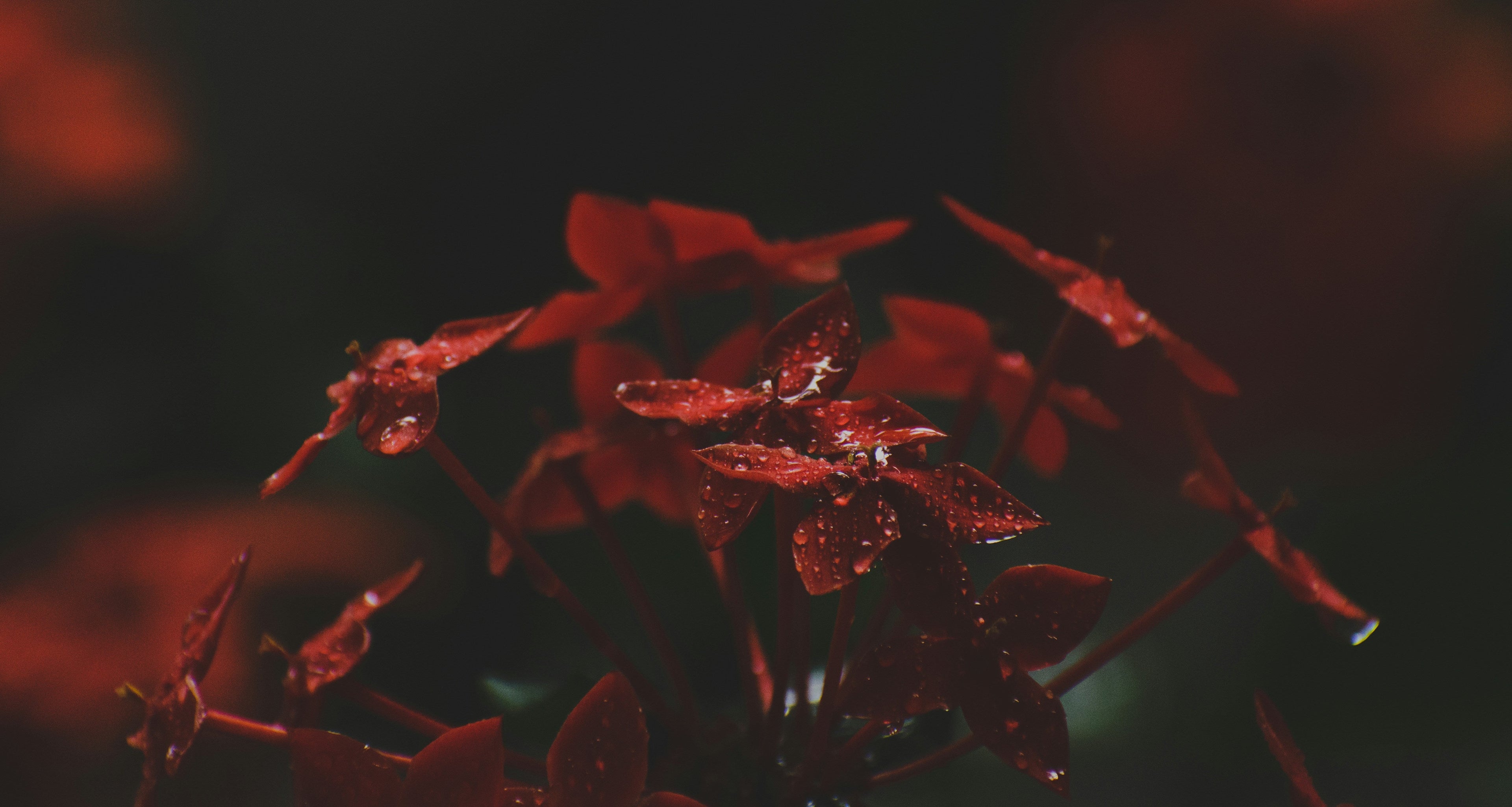 Supporting Women’s Health with TCM