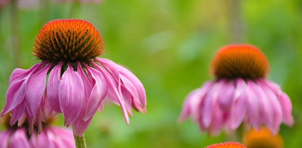 Echinacea, or Coneflower, one of the many herbs used in Indigenous American Herbal Medicine