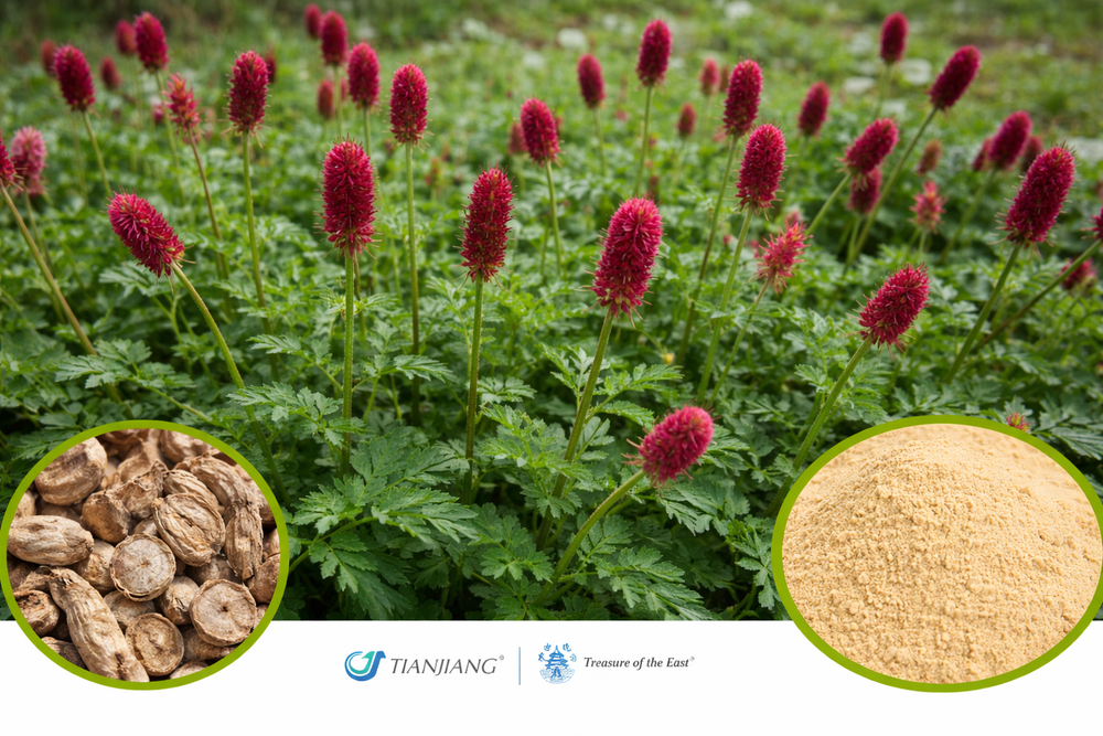 Di Yu - 地榆 - Sanguisorba Root 1kg/2.2lbs/foil bag)