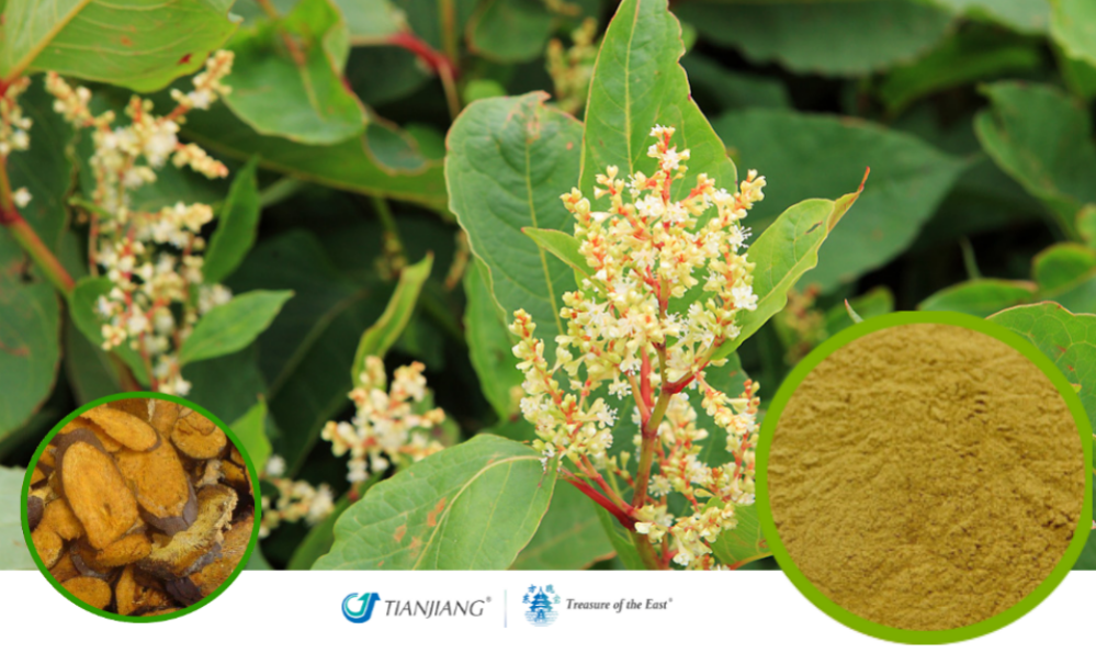 Hu Zhang - 虎杖 - Bushy Knotweed Rhizome (1kg/2.2lbs/foil bag)