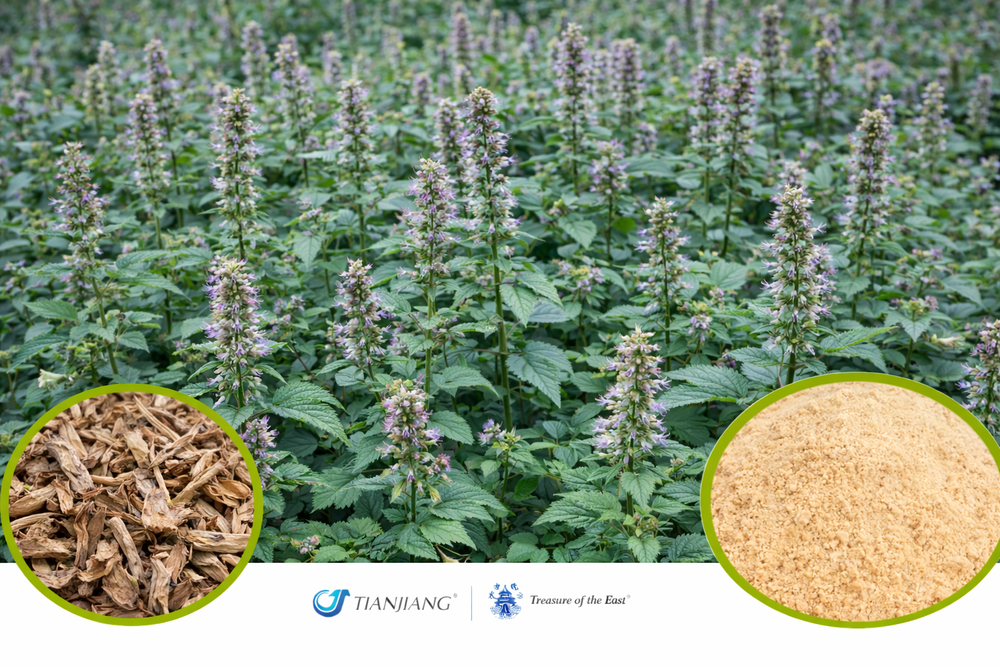 Jing Jie - 荆芥 - Schizonepeta Herb (1kg/2.2lbs/foil bag)