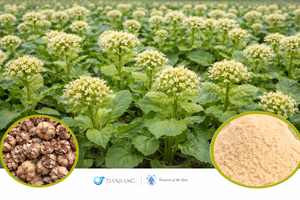 Kuan Dong Hua (Mi) - 蜜款冬花 - Coltsfoot Flower (Processed) (1kg/2.2lbs/foil bag)