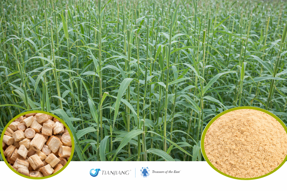 Lu Gen - 芦根 - Phragmites Rhizome (1kg/2.2lbs/foil bag)