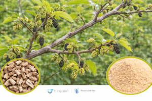 Sang Zhi - 桑枝 - Mulberry Twig (1kg/2.2lbs/foil bag)