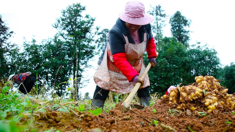 The Story of Our Herbs