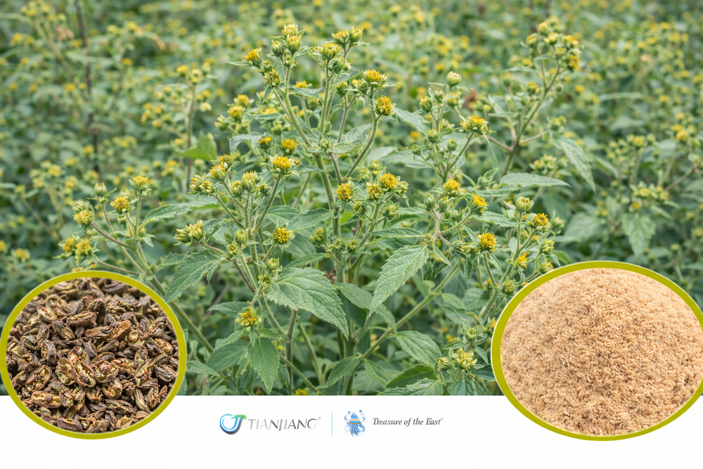 Xi Xian Cao - 豨莶草 - Siegesbeckia Herb (1kg/2.2lbs/foil bag)