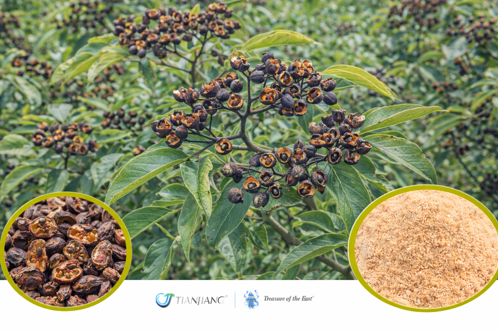 Wu Zhu Yu (Zhi) - 制吴茱萸 - Evodia Fruit (Processed) (1kg/2.2lbs/foil bag)