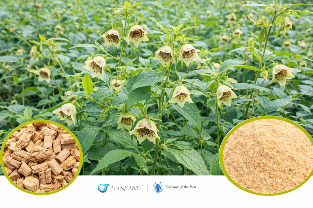 Dan Shen - 丹参 - Salvia Root (1kg/2.2lbs/foil bag)