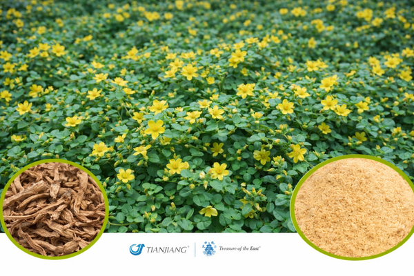 Jin Qian Cao (Guang) - 广金钱草 - Snowbelleaf Tickclover Herb (1kg/2.2lbs/foil bag))