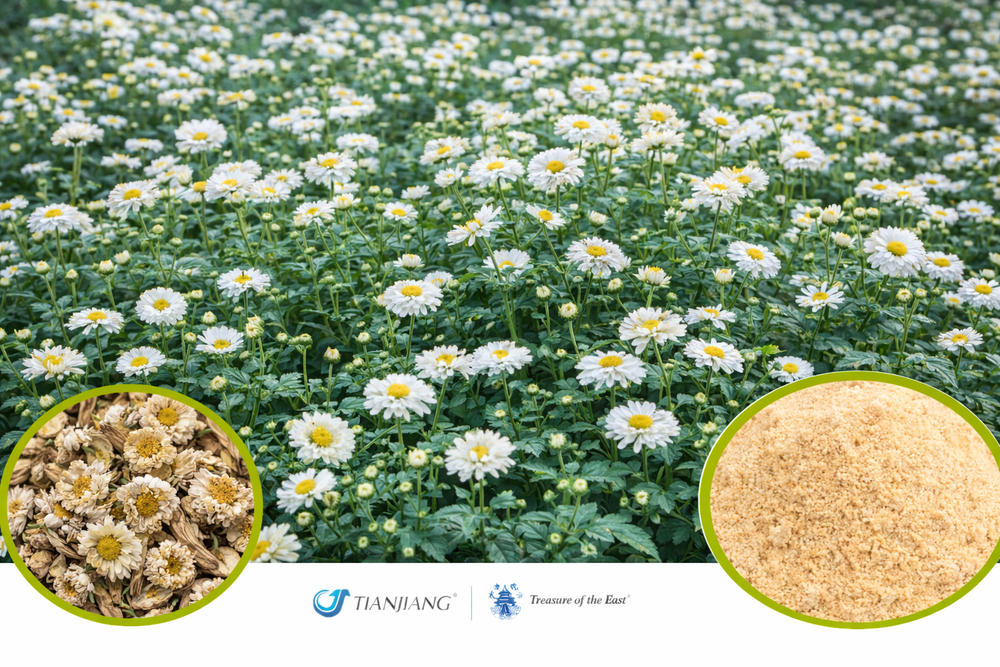 Ju Hua - 菊花 - Chrysanthemum Flower (1kg/2.2lbs/foil bag)