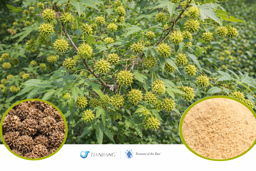 Lu Lu Tong - 路路通 - Beautiful Sweetgum Fruit (1kg/2.2lbs/foil bag)