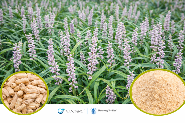 Mai Dong - 麦冬 - Ophiopogon Root (1kg/2.2lbs/foil bag)