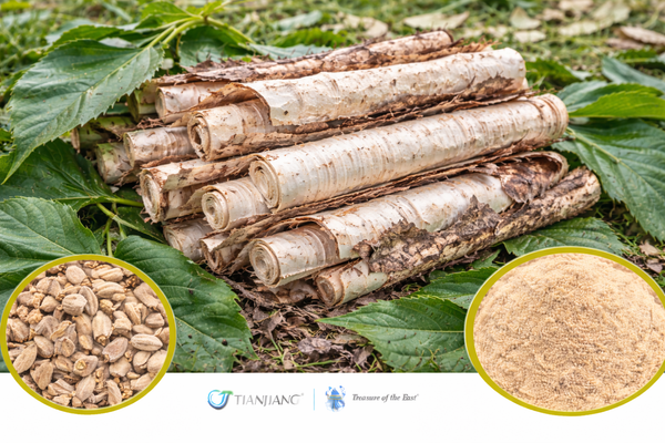 Sang Bai Pi (Mi Zhi) - 蜜桑白皮 - Mulberry Bark (Processed) (1kg/2.2lbs/foil bag)