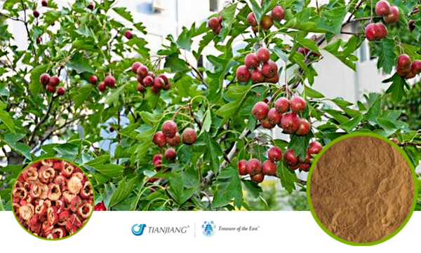 Shan Zha - 山楂 - Hawthorn (1kg/2.2 lbs/foil bag)