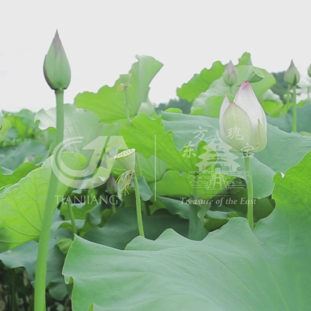蓮の苗1個( Elena Lotus ) Lian Zi - 莲子 - Lotus Seed