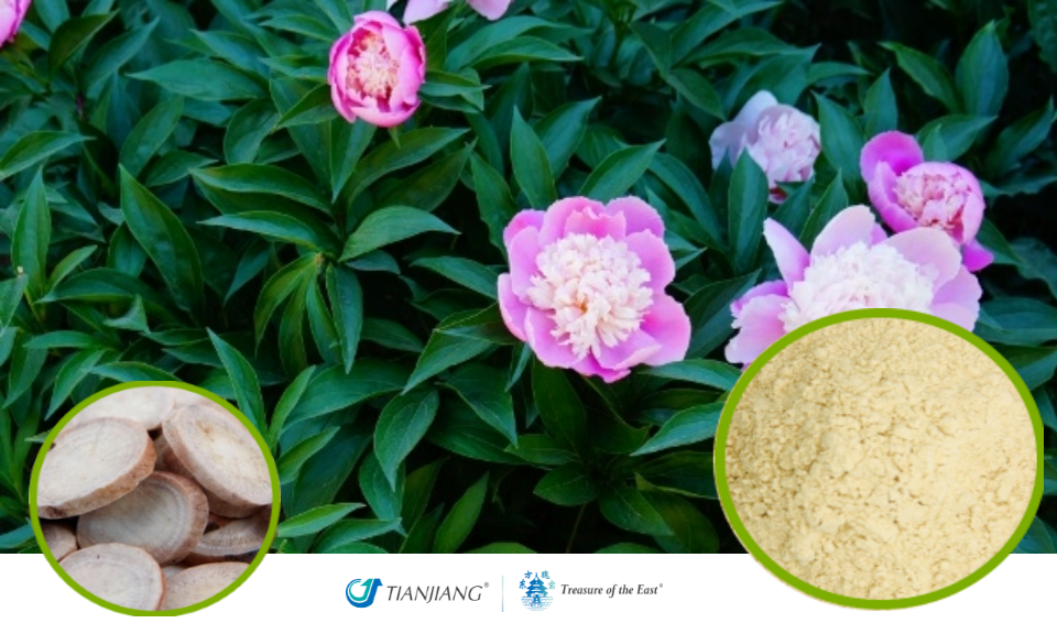 Bai Shao - 白芍 - White Peony Root (1kg/2.2lbs/foil bag)