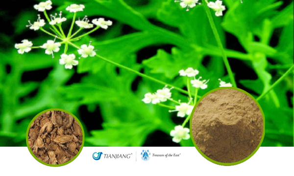 Fang Feng - 防风 - Saposhnikovia Root Extract Granules (1kg/2.2lbs/foil bag)