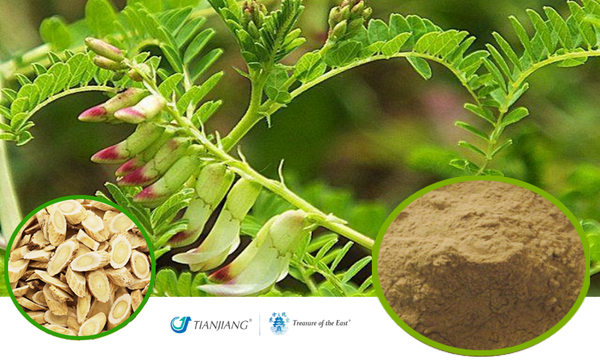 Huang Qi - 黄芪 - Astragalus Full-Spectrum Extract Powder (1KG/2.2 LBS/FOIL BAG)