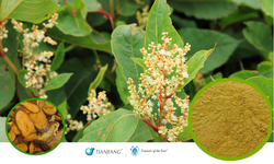 Hu Zhang 15:1 - 虎杖 - Knotweed Full-Spectrum Extract Powder (1KG/2.2 LBS/FOIL BAG)