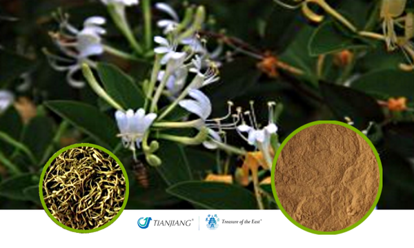 Jin Yin Hua - 金银花 - Honeysuckle Flower Granules (1KG/2.2 LBS/FOIL BAG)